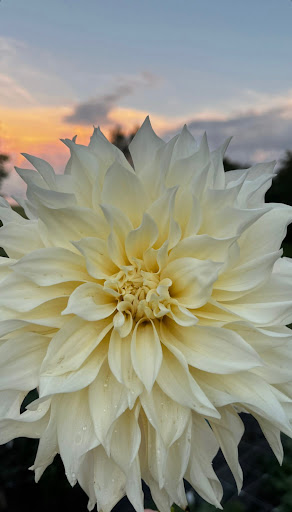 Furrow Flower Farm LLC - Thumbnail