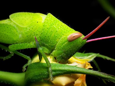 Photos of Kinshasa Zoo & Botanical Gardens