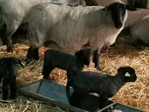 Photo n°12 de Ferme des Morinières à Druye (Producteur de foie gras)