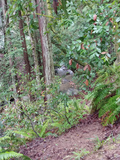 Blithedale Summit Trailhead - Thumbnail