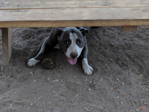 South Slope Dog Run - Thumbnail