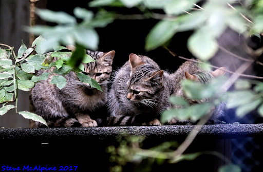 Europäische Wildkatze - Thumbnail