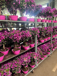 Photo n°11 de DEXX LYON à Chassieu (Fleuriste grossiste)