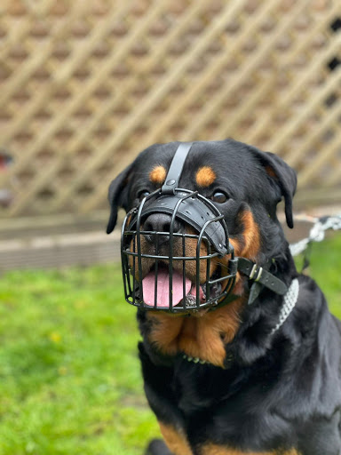 L&J Pets UK Gallery - United Kingdom