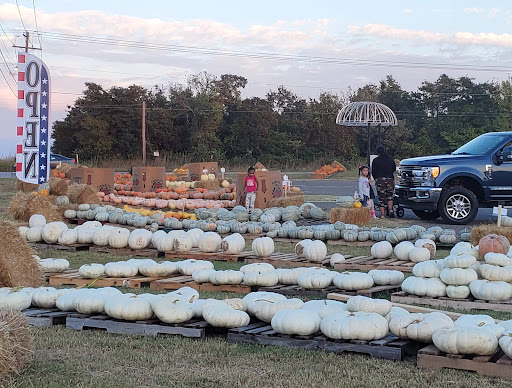2021 Pumpkin Patch - Visual