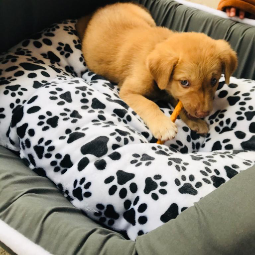 Importadora y comercializadora Todo Animal Accesorios y Alimentos para Mascotas - Thumbnail