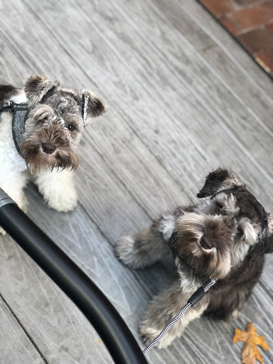 Schnauzer Splendor - Visual