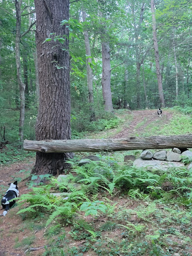 Pingree Woodland