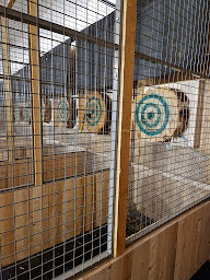 Photo n°4 de ZE BOX - Clash de haches, lancer de hache Saint-Etienne Métropole à Andrézieux-Bouthéon (Bar)