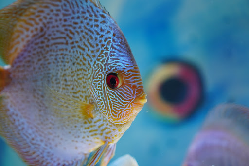 Wright Aquarium Services - Visual