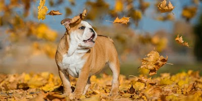 Photos of Holden Veterinary Clinic
