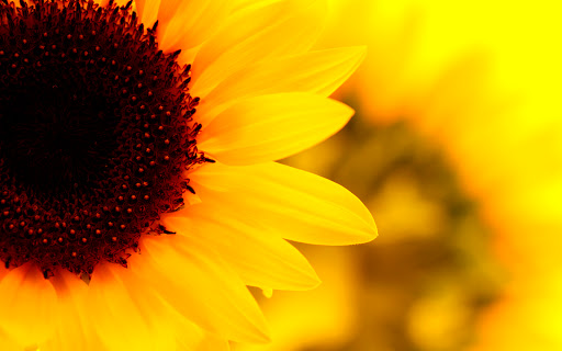 San Fernando Florist Gallery - United States