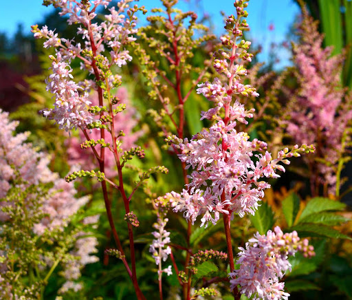 Flora Pacifica - Visual