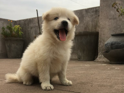 🐩 Pomeranian puppy Available. post image