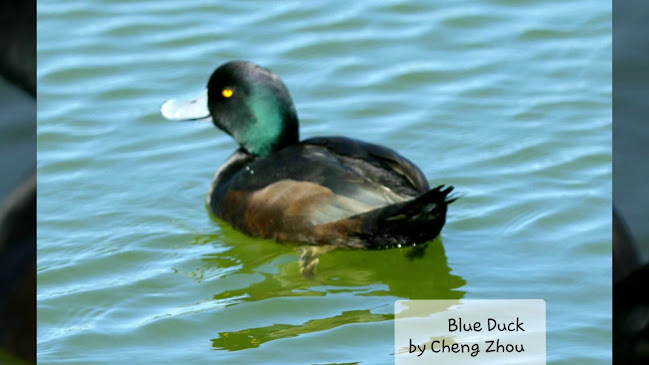 Reviews of Lake Rotomanu in New Plymouth - Travel Agency