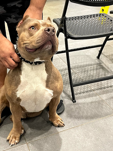 Carolina Value Pet Care - Thumbnail