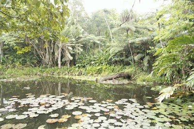 natural-feature