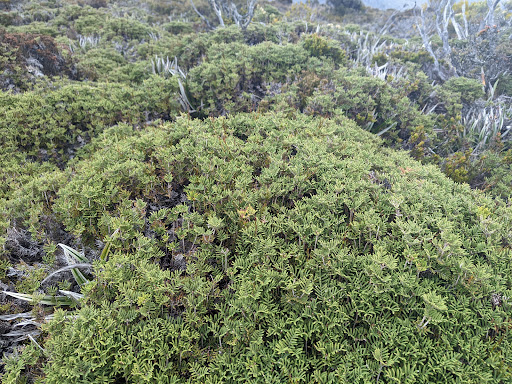 Moorland Mosiac - Thumbnail