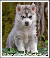 Songe d'une Nuit Polaire à Saint-Gauzens