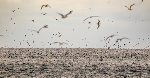 Governor Island Marine Reserve - Thumbnail