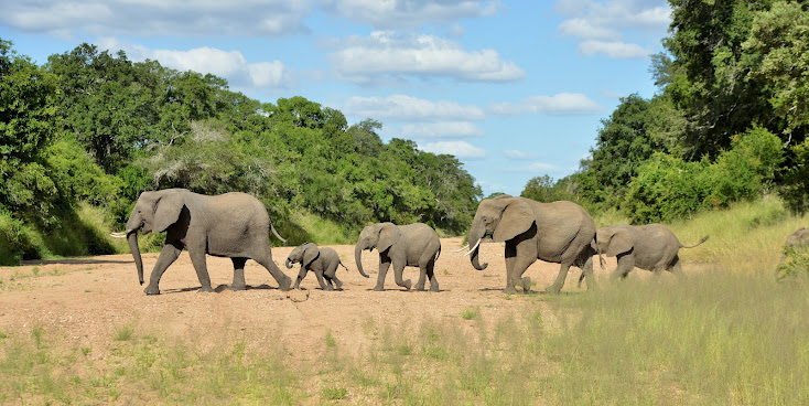 Imbali Safari Lodge by null