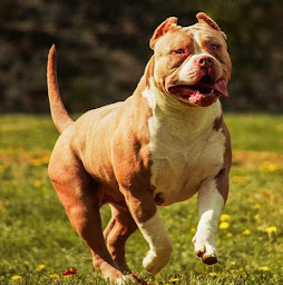 Photo n°3 de twob à Ouzouer-sous-Bellegarde (Éleveur de chiens)