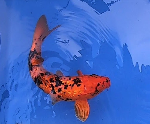 Florida Koi - Visual