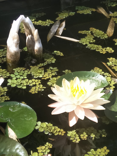 Sandra's Garden - Thumbnail