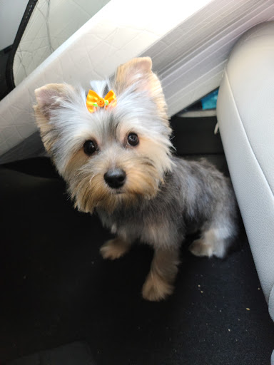 Loving Care Pet Grooming - Thumbnail