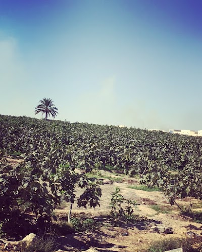 Photos of قرية جامعة الدول العربية