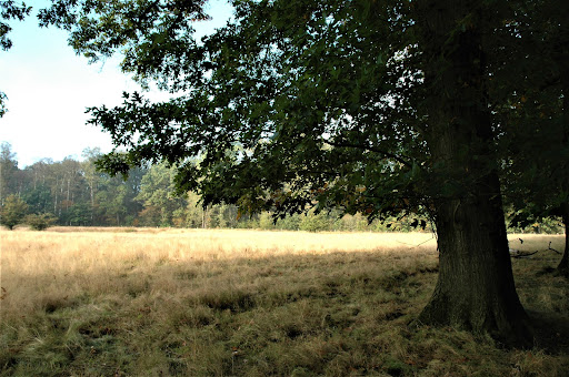 Westerheide - Visual