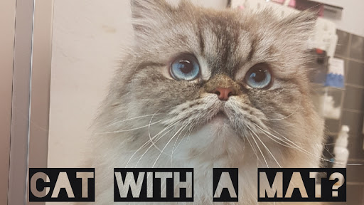 The Cat Spa Feline Grooming Studio