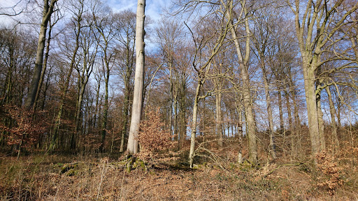 Roruper Holz - Thumbnail