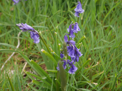 Holywell Estate - Thumbnail