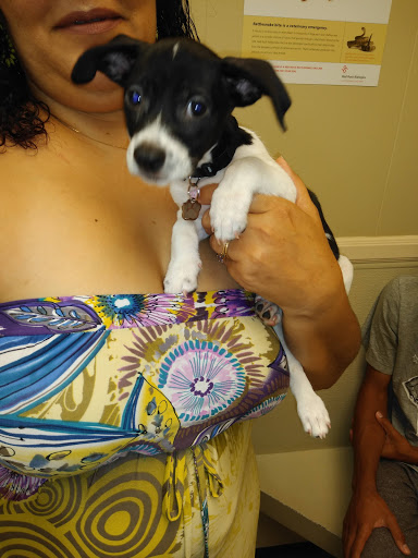 VCA Main Street Animal Hospital - Thumbnail