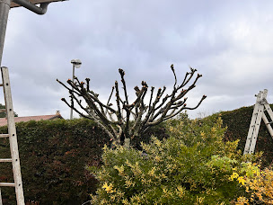 Photo n°6 de Jardin Environnement à Diémoz (Service d'entretien de pelouse)