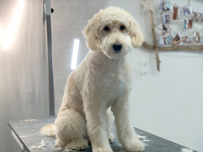 Bild: Hundesalon hundwerk Alle