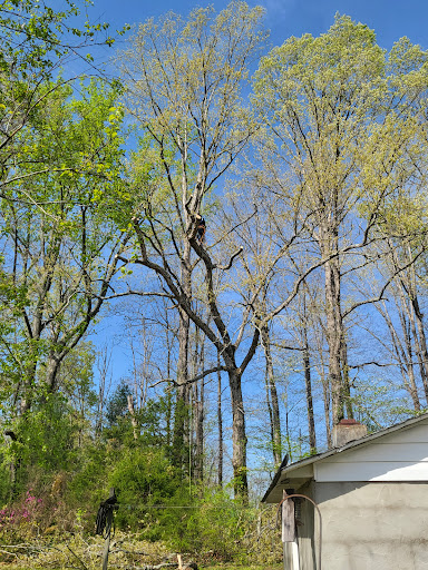 NICOLAS TREE SERVICE - Thumbnail
