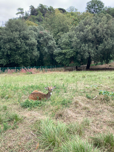 Park (kids playground, animals, garden) - Thumbnail