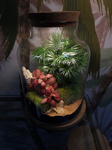Photo de VERRE PRAIRIE TERRARIUMS VEGETAUX LUMINEUX à Artigues-près-Bordeaux (33370)