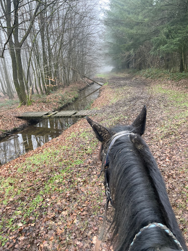 Horse ride - Thumbnail