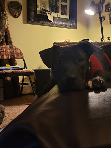 Humane Society for Greater Nashua - Thumbnail