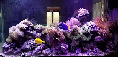 Aquariums Alive