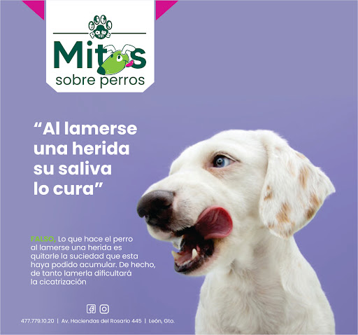 Clínica Veterinaria Paws Vet