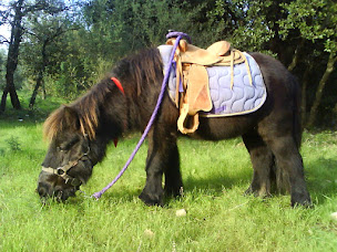 Photo n°30 de Les Poun's En Herbe à Montauroux (Centre de randonnée équestre)
