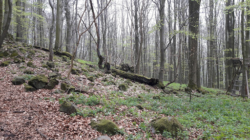 Baier - Visual