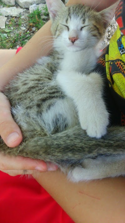veterinary-care