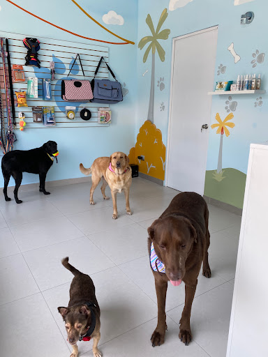 happy paws mty - Thumbnail