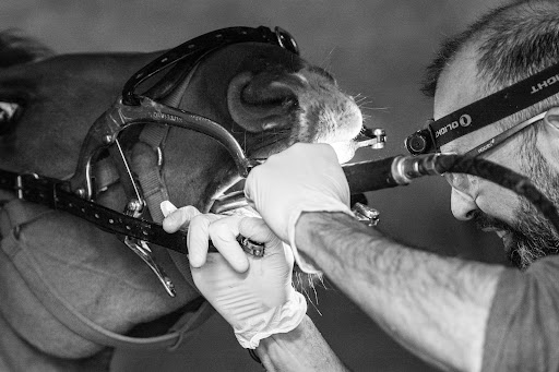 Nicolas keriven Technicien dentaire equin - Thumbnail