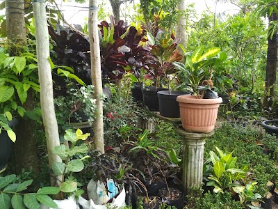 Photos of Ficus Garden